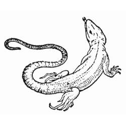 Раскраска: ящериц (Животные) #22316 - Бесплатные раскраски для печати