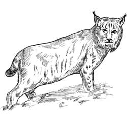 Раскраска: рысь (Животные) #10819 - Бесплатные раскраски для печати