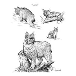 Раскраска: рысь (Животные) #10875 - Бесплатные раскраски для печати