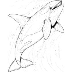 Раскраска: Морские животные (Животные) #22102 - Бесплатные раскраски для печати