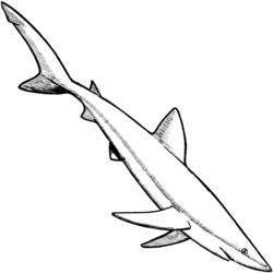 Раскраска: Морские животные (Животные) #22156 - Бесплатные раскраски для печати