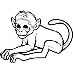 Раскраска: обезьяна (Животные) #14142 - Бесплатные раскраски для печати