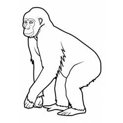 Раскраска: обезьяна (Животные) #14196 - Бесплатные раскраски для печати