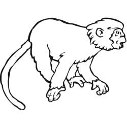 Раскраска: обезьяна (Животные) #14241 - Бесплатные раскраски для печати