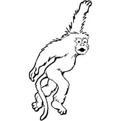 Раскраска: обезьяна (Животные) #14243 - Бесплатные раскраски для печати