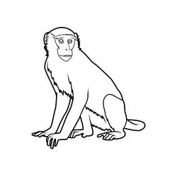 Раскраска: обезьяна (Животные) #14259 - Бесплатные раскраски для печати