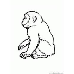 Раскраска: обезьяна (Животные) #14295 - Бесплатные раскраски для печати