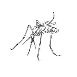 Раскраска: комар (Животные) #11319 - Бесплатные раскраски для печати