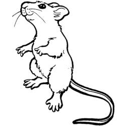 Раскраска: мышь (Животные) #13953 - Бесплатные раскраски для печати