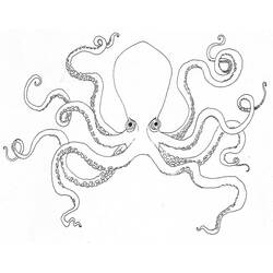 Раскраски: осьминог - Бесплатные раскраски для печати