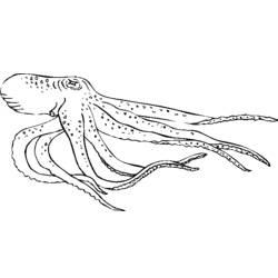 Раскраска: осьминог (Животные) #18978 - Бесплатные раскраски для печати
