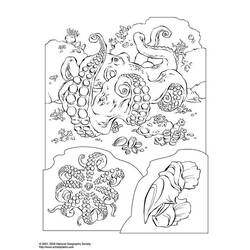 Раскраска: осьминог (Животные) #18985 - Бесплатные раскраски для печати
