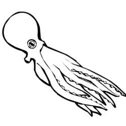 Раскраска: осьминог (Животные) #19089 - Бесплатные раскраски для печати