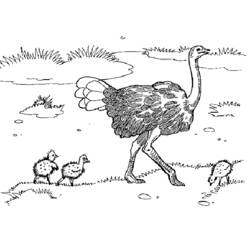 Раскраска: страус (Животные) #680 - Бесплатные раскраски для печати