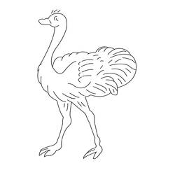 Раскраска: страус (Животные) #684 - Бесплатные раскраски для печати