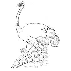 Раскраска: страус (Животные) #694 - Бесплатные раскраски для печати