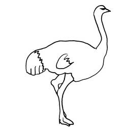 Раскраска: страус (Животные) #701 - Бесплатные раскраски для печати
