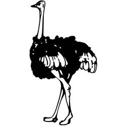 Раскраска: страус (Животные) #725 - Бесплатные раскраски для печати