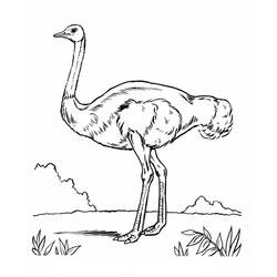 Раскраска: страус (Животные) #752 - Бесплатные раскраски для печати