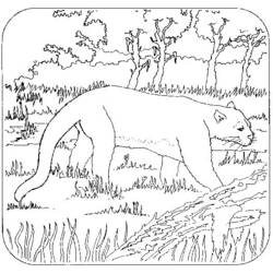Раскраска: пантера (Животные) #15547 - Бесплатные раскраски для печати