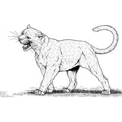 Раскраска: пантера (Животные) #15596 - Бесплатные раскраски для печати