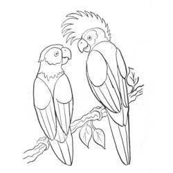 Раскраска: попугай (Животные) #16064 - Бесплатные раскраски для печати