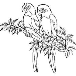 Раскраска: попугай (Животные) #16070 - Бесплатные раскраски для печати