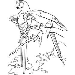 Раскраска: попугай (Животные) #16071 - Бесплатные раскраски для печати