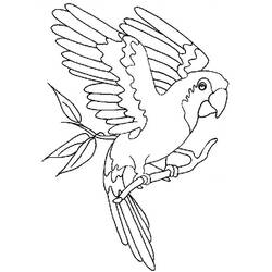 Раскраска: попугай (Животные) #16072 - Бесплатные раскраски для печати