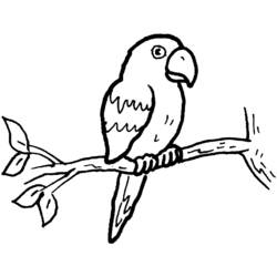 Раскраска: попугай (Животные) #16074 - Бесплатные раскраски для печати