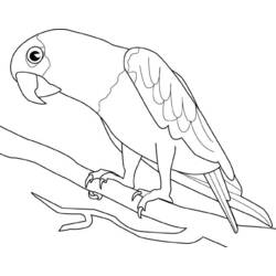 Раскраска: попугай (Животные) #16075 - Бесплатные раскраски для печати