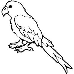 Раскраска: попугай (Животные) #16077 - Бесплатные раскраски для печати