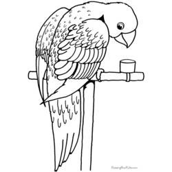 Раскраска: попугай (Животные) #16090 - Бесплатные раскраски для печати