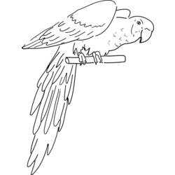 Раскраска: попугай (Животные) #16091 - Бесплатные раскраски для печати