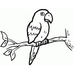 Раскраска: попугай (Животные) #16099 - Бесплатные раскраски для печати