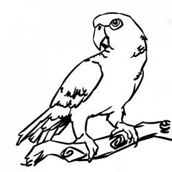Раскраска: попугай (Животные) #16105 - Бесплатные раскраски для печати