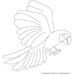 Раскраска: попугай (Животные) #16160 - Бесплатные раскраски для печати