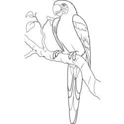 Раскраска: попугай (Животные) #16172 - Бесплатные раскраски для печати