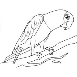Раскраска: попугай (Животные) #16191 - Бесплатные раскраски для печати