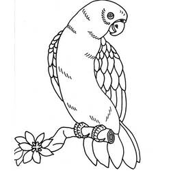 Раскраска: попугай (Животные) #16225 - Бесплатные раскраски для печати