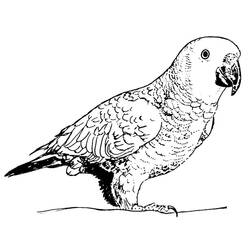 Раскраска: попугай (Животные) #16251 - Бесплатные раскраски для печати