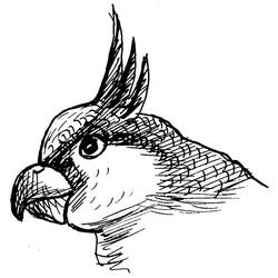Раскраска: попугай (Животные) #16253 - Бесплатные раскраски для печати