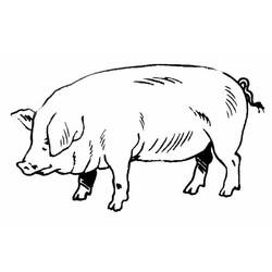 Раскраска: свинина (Животные) #17637 - Бесплатные раскраски для печати