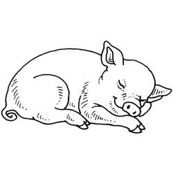 Раскраска: свинина (Животные) #17679 - Бесплатные раскраски для печати