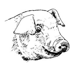 Раскраска: свинина (Животные) #17751 - Бесплатные раскраски для печати