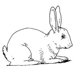 Раскраска: кролик (Животные) #9530 - Бесплатные раскраски для печати