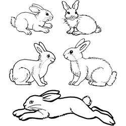 Раскраска: кролик (Животные) #9562 - Бесплатные раскраски для печати