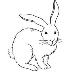Раскраска: кролик (Животные) #9694 - Бесплатные раскраски для печати
