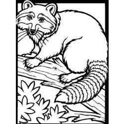 Раскраска: енот (Животные) #19991 - Бесплатные раскраски для печати