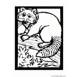 Раскраска: енот (Животные) #19994 - Бесплатные раскраски для печати